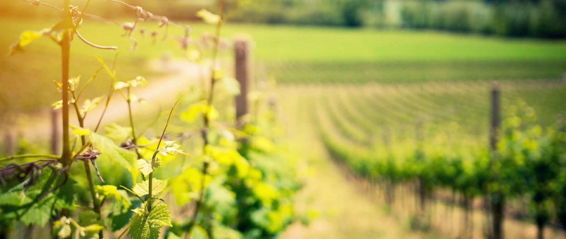 Miras Food | Traditional rice pudding